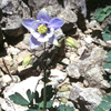 Aquilegia