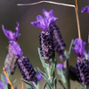 Lavanda