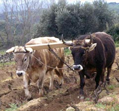 Aratro a buoi