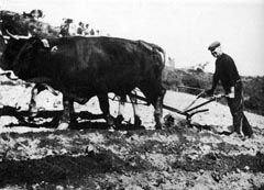 Aratura campi