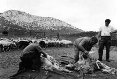 Tosatura delle pecore a "Lanaitho" (foto Catte)