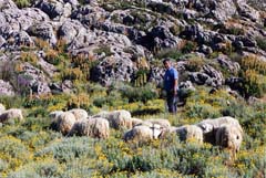 Pastore accudisce alle pecore nel Supramonte (foto Catte)