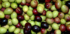 Olive di Oliena